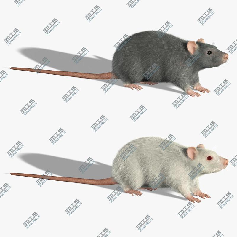 images/goods_img/202104094/Rats (FUR)/1.jpg